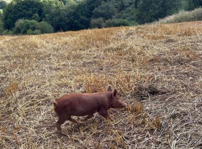 Tamworth Organic Weaner Piglets pigs