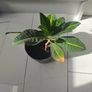 Plant Image 2