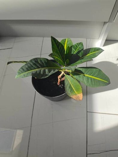 Plant