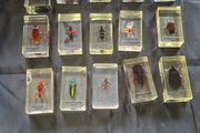 Genuine Collection of 15 Clear Resin Exotic Insects and Arachnids Price is for 1 only