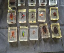 Genuine Collection of 15 Clear Resin Exotic Insects and Arachnids Price is for 1 only