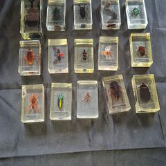 Genuine Collection of 15 Clear Resin Exotic Insects and Arachnids Price is for 1 only