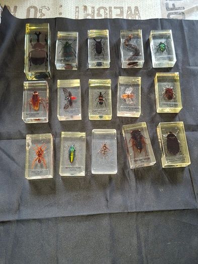 Genuine Collection of 15 Clear Resin Exotic Insects and Arachnids Price is for 1 only
