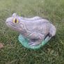 garden frog Image 2