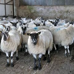 Ewe lambs Hoggot breeders.