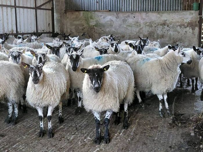 Ewe lambs Hoggot breeders.