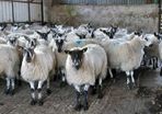 Ewe lambs Hoggot breeders.