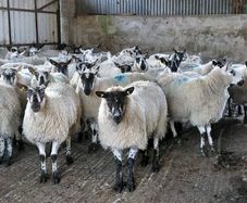 Ewe lambs Hoggot breeders.