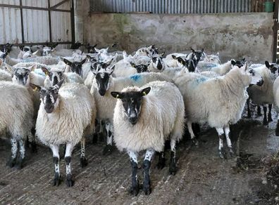 Ewe lambs Hoggot breeders.