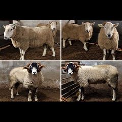 Rams