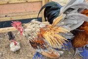 Serama Roosters