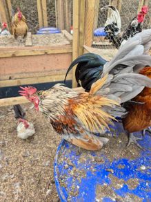 Serama Roosters