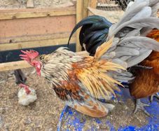 Serama Roosters