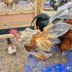 Serama Roosters