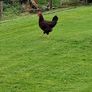 Roosters Image 2
