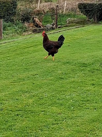 Roosters