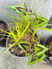 garden plants