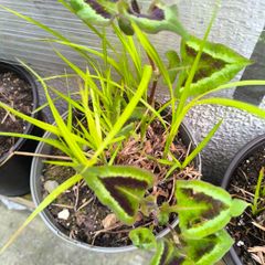garden plants