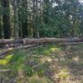 Firewood Image 2