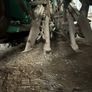 Beet Harvester Armer Salmon TR2000 Image 3