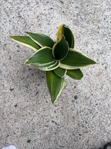 snake plant