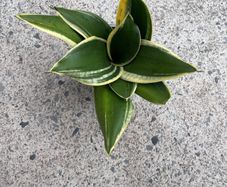 snake plant