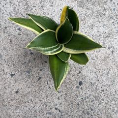 snake plant