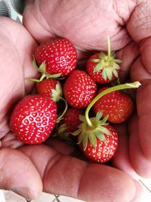 Strawberry plants
