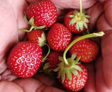 Strawberry plants