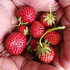 Strawberry plants