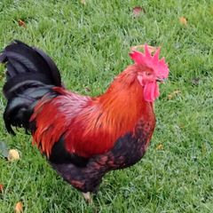 My best rooster available