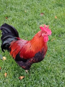 My best rooster available