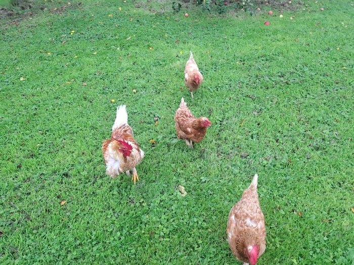 3 chickens 1 cockerel