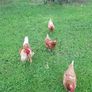 3 chickens 1 cockerel Image 2