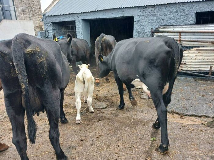 6 AAx first calvers