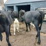 6 AAx first calvers Image 10