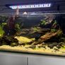 54l aquarium setup - custom build Image 3
