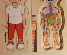 Wooden Kids Anatomy Puzzle