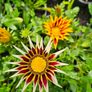 Gazania Flowers Image 4