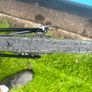giant contend ar Image 5