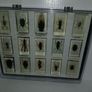 National geographic  real life bugs & insects Image 2