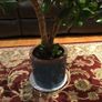 Crassula (Money Tree) 14 year old, very healthy. Image 2