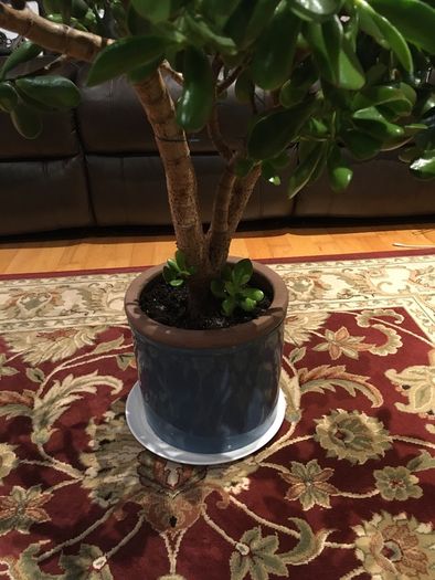 Crassula (Money Tree) 14 year old, very healthy.