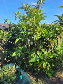 Fig tree