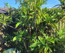 Fig tree