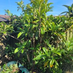 Fig tree