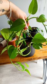 plant - Epipremnum aureum