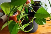 plant - Epipremnum aureum