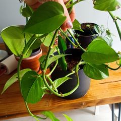 plant - Epipremnum aureum