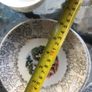 Vintage china teacup saucer plate x2 Image 8